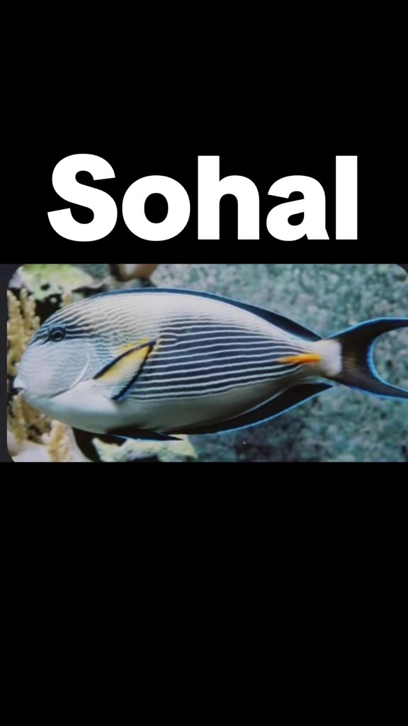 @sohaltangreef