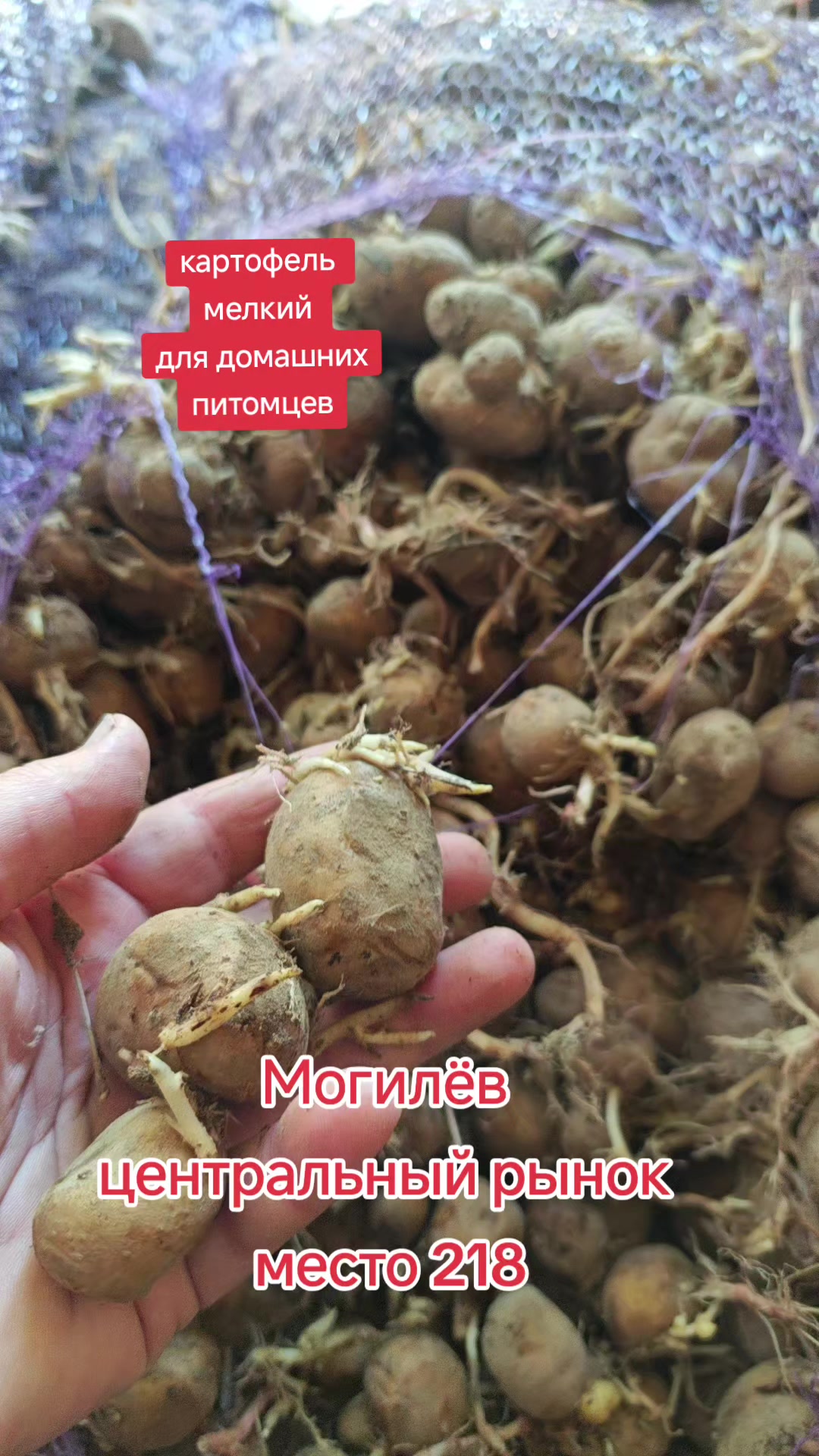 @Картофель Могилёв