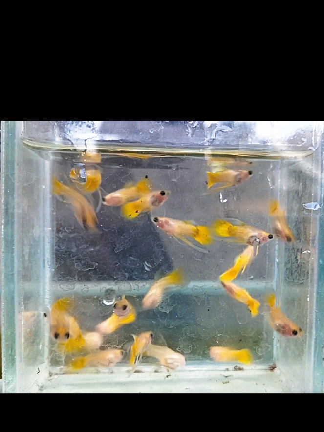@dexx aquatics