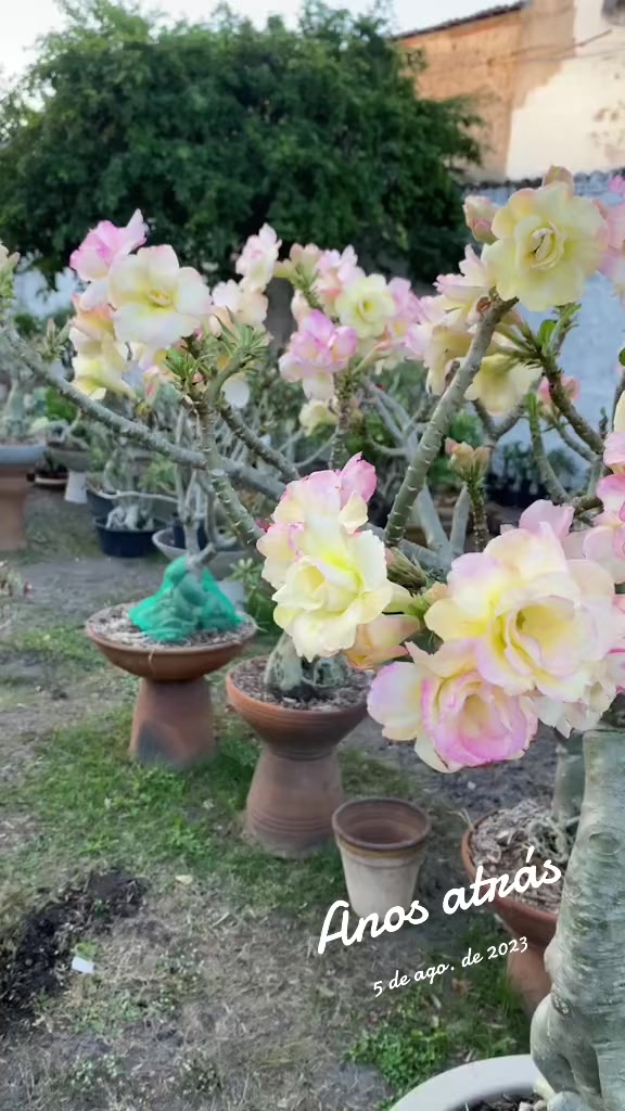 @Eugenio Amante de Rosas
