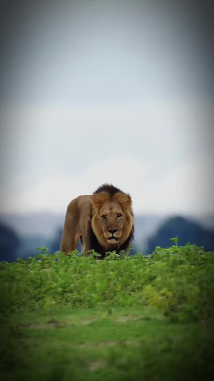 @🦅𝒵𝒜𝒦𝒪🦅