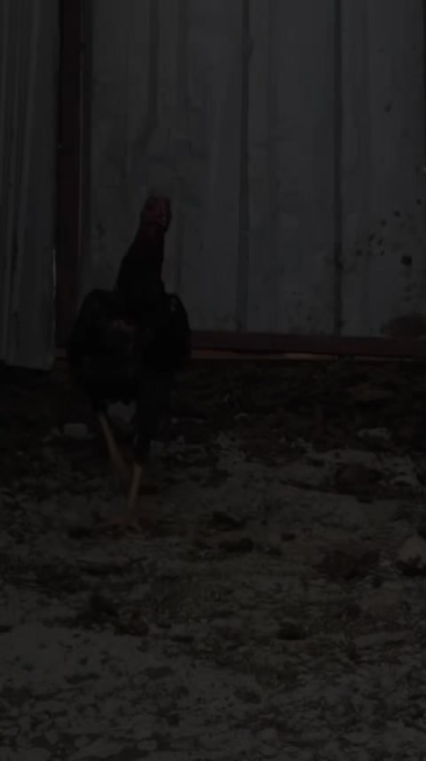 @Gürkan