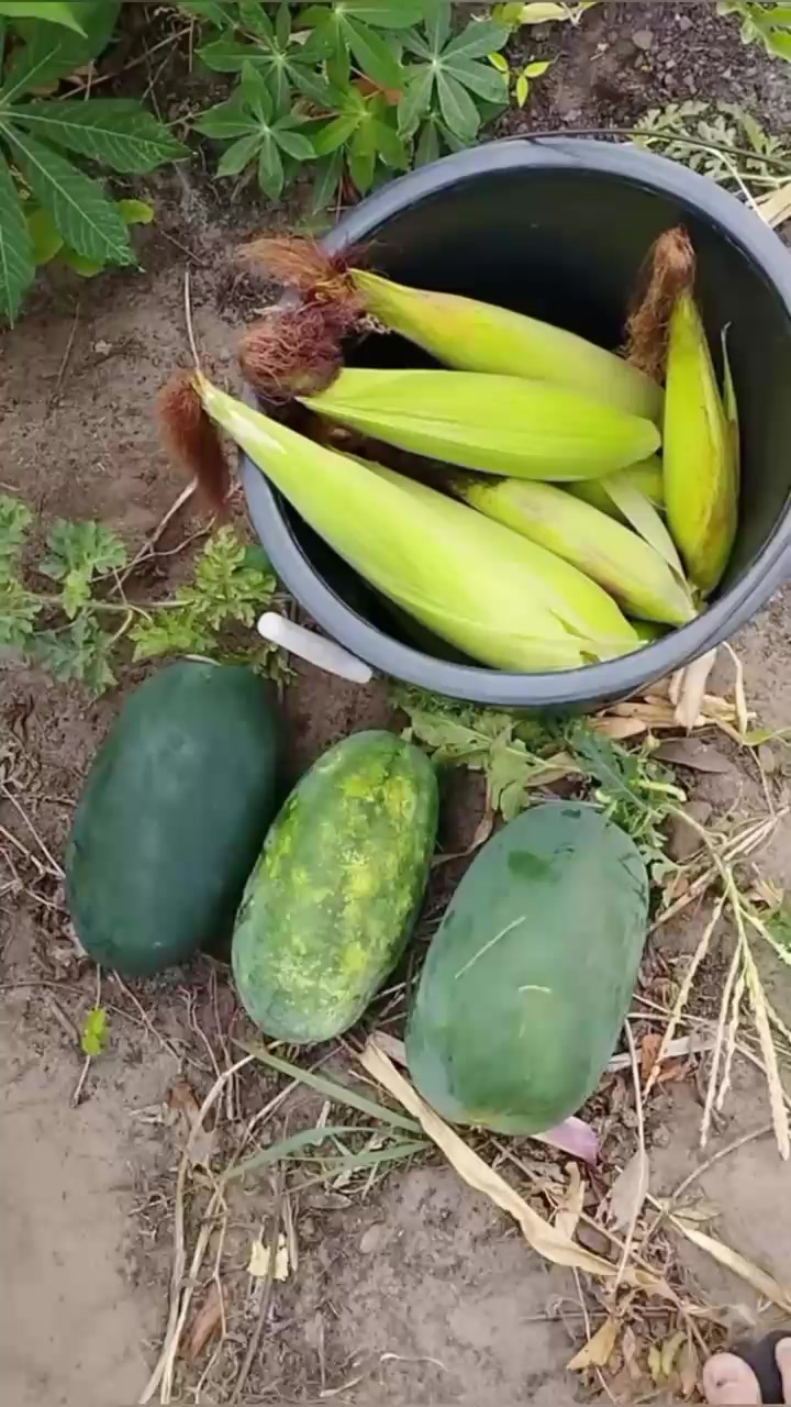 @leylo 686