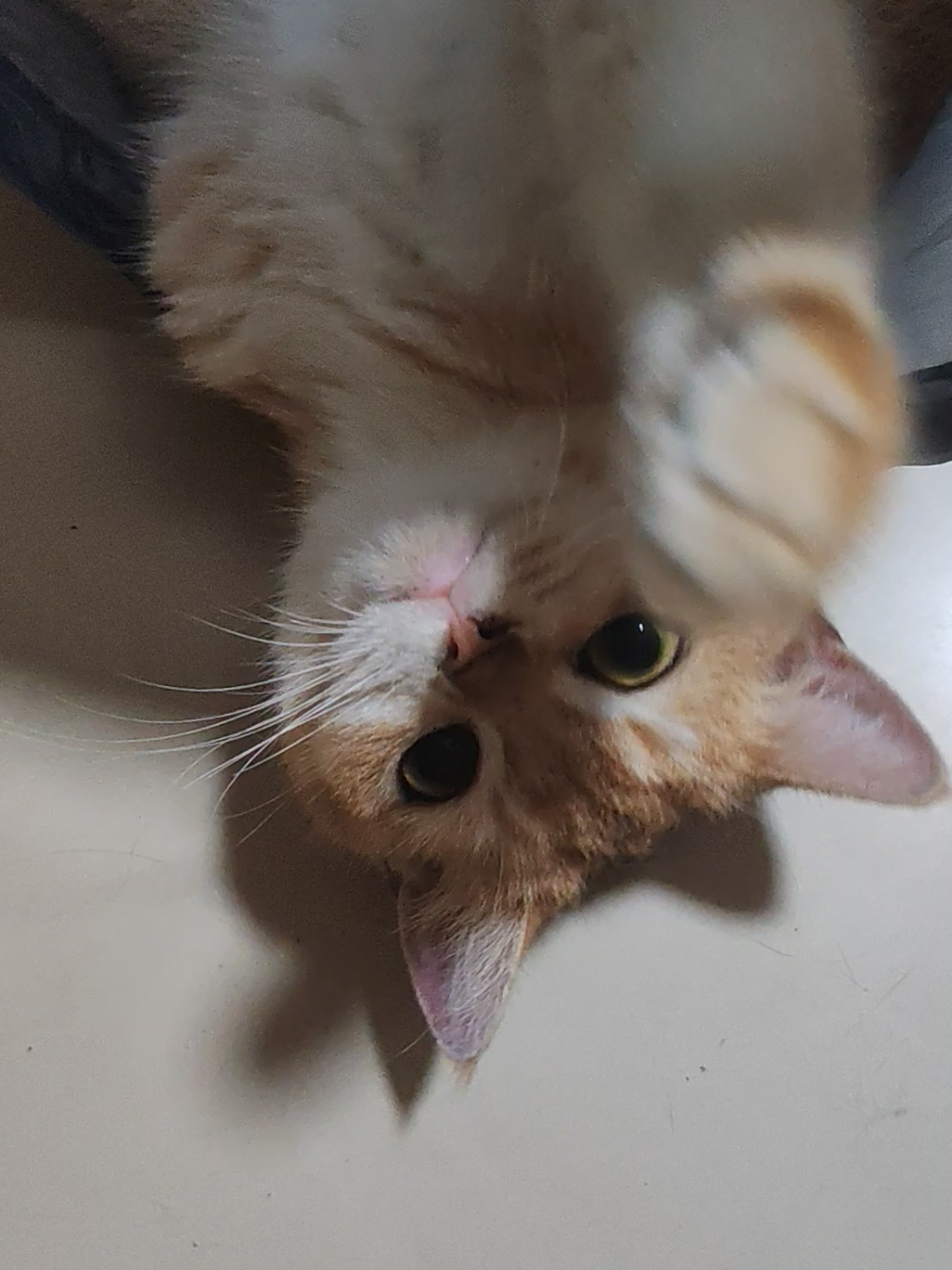 @UniqueClaw Cattery