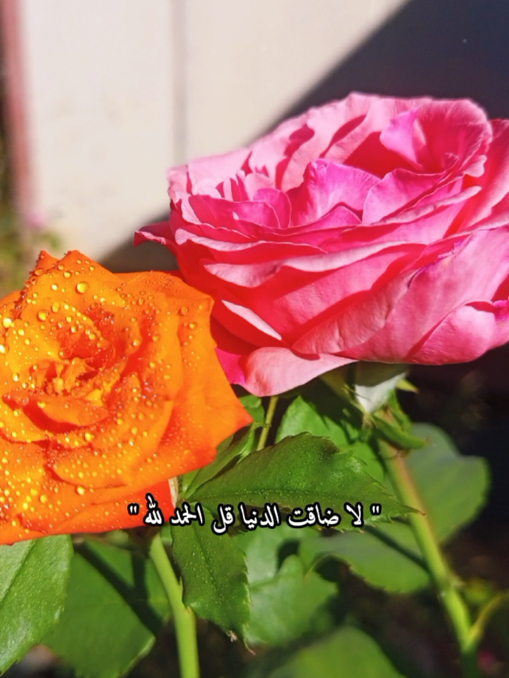 @lavendr81