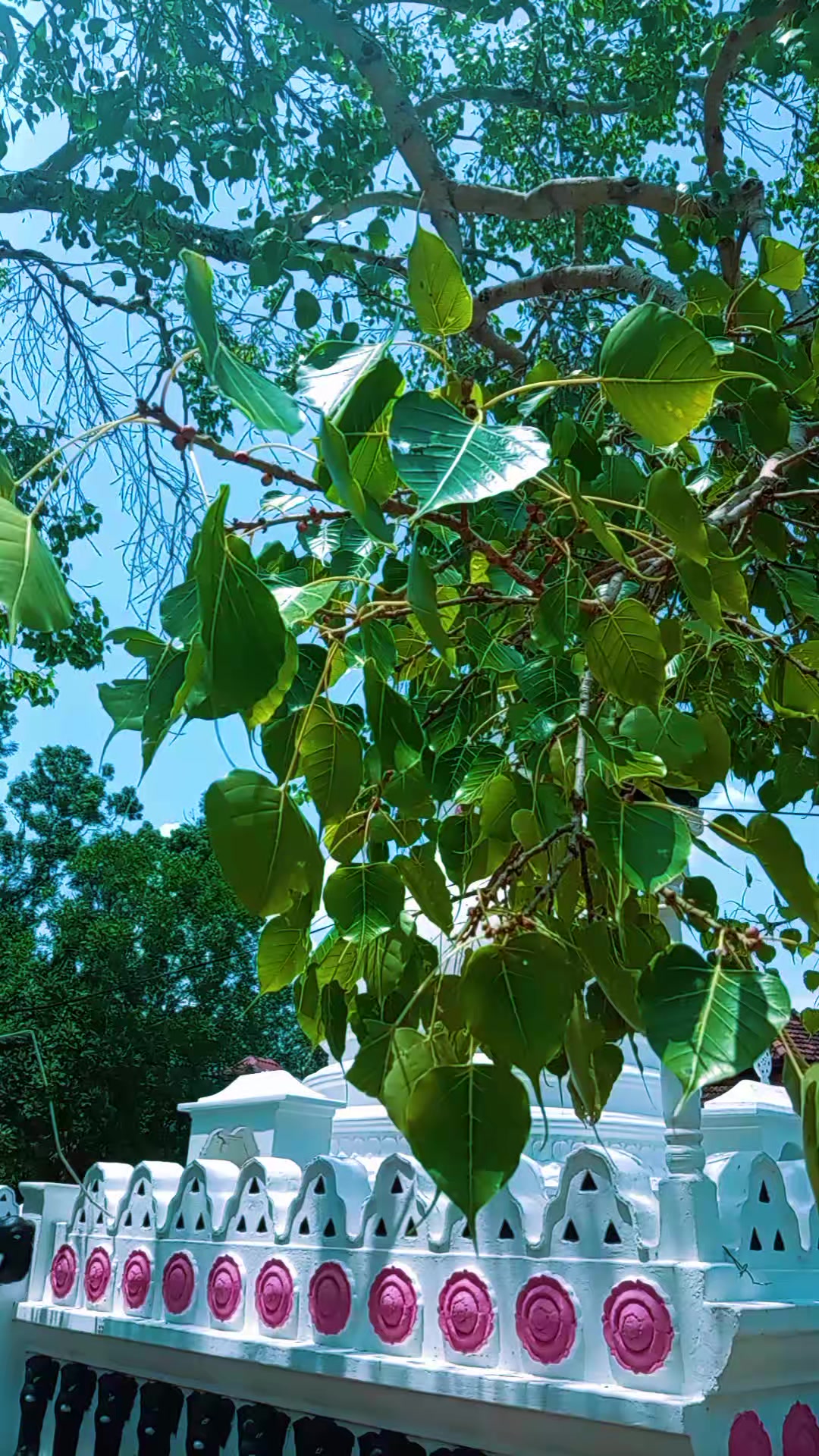 @සබ්බ දානං ධම්ම දානං ජිනාති