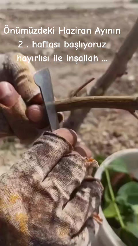 @Memocan Şeddatlı