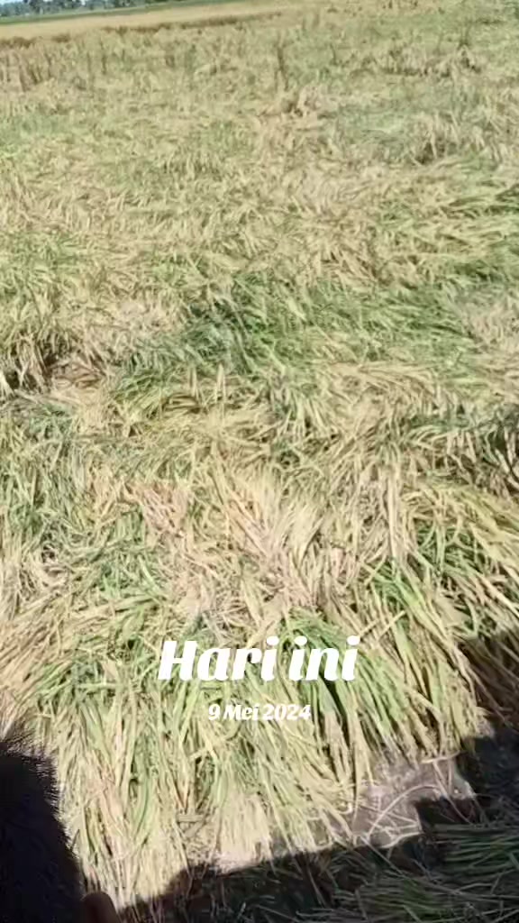 @iwan99
