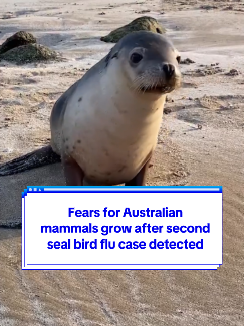 @Yahoo Australia