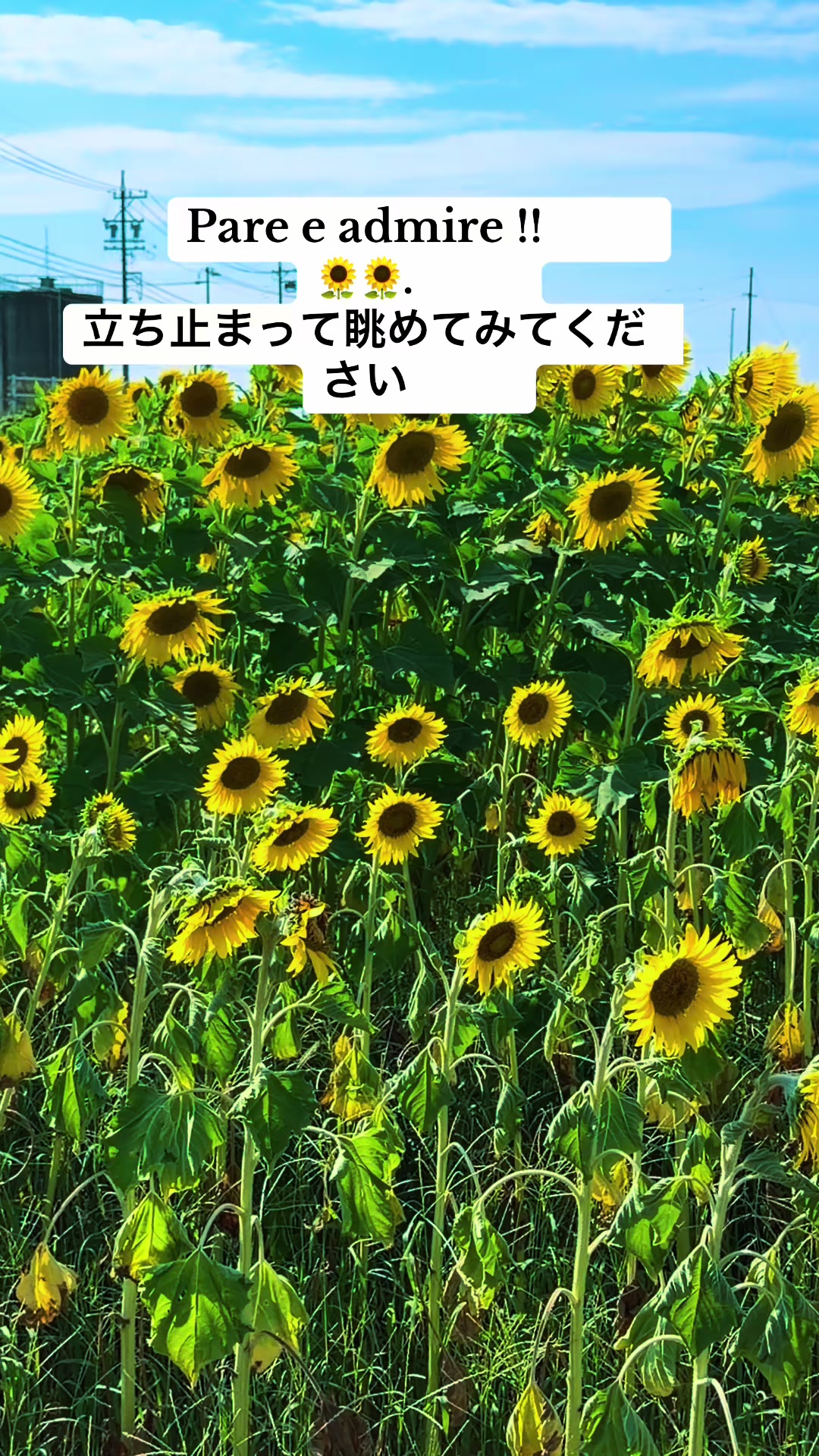 @Miriam Takehara