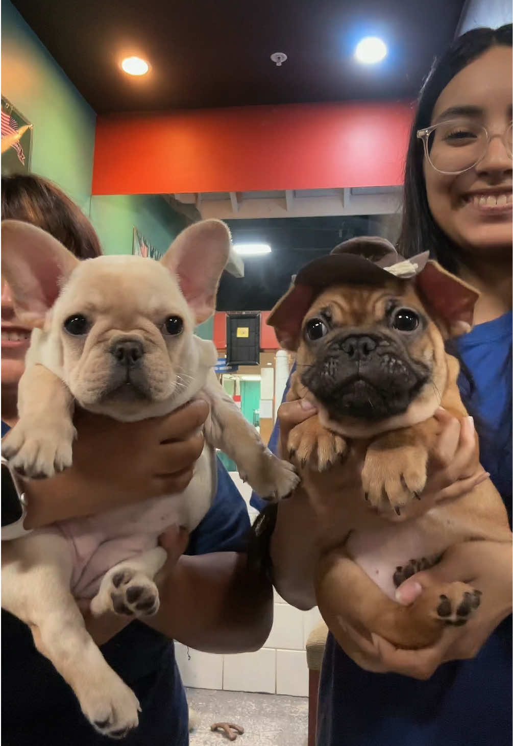 @All Pets Club