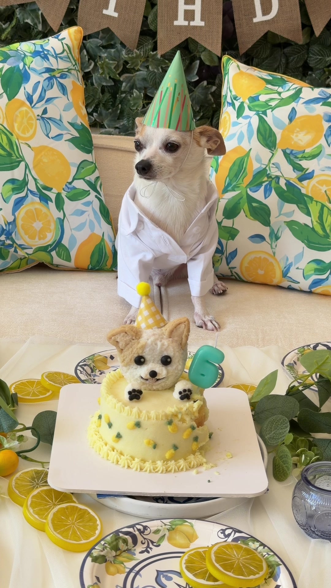 @Bao the Chihuahua