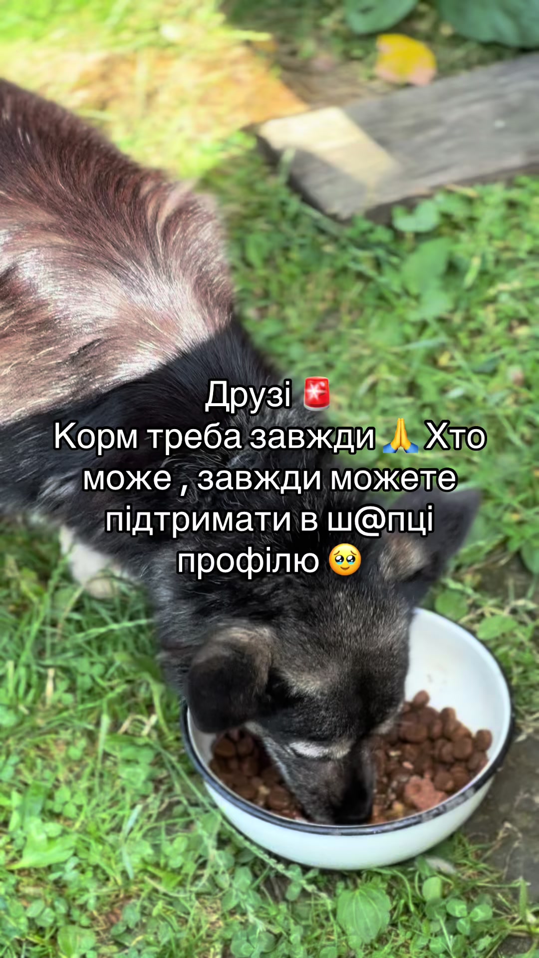 @tanya.help.animal