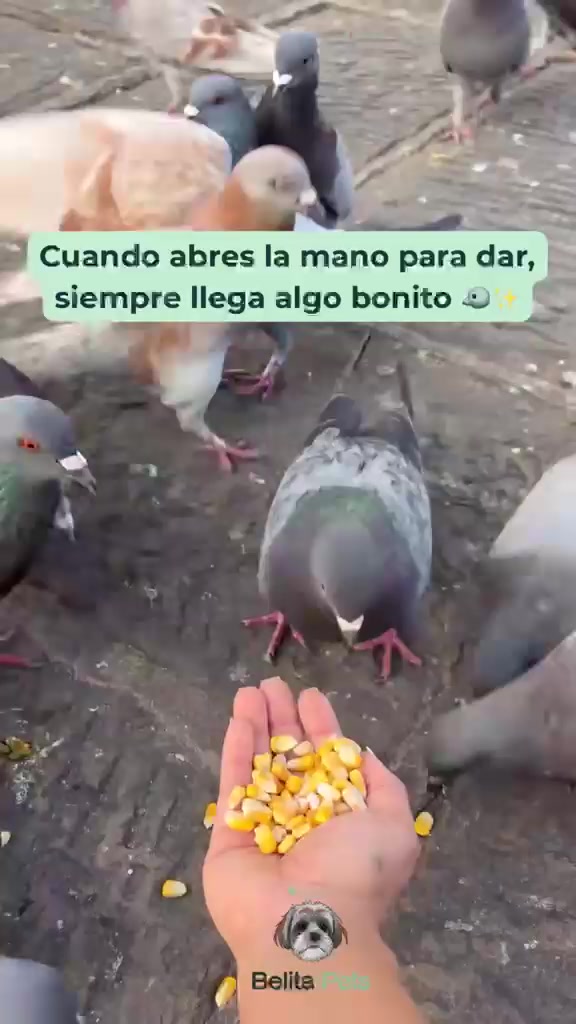 @BelitaPets