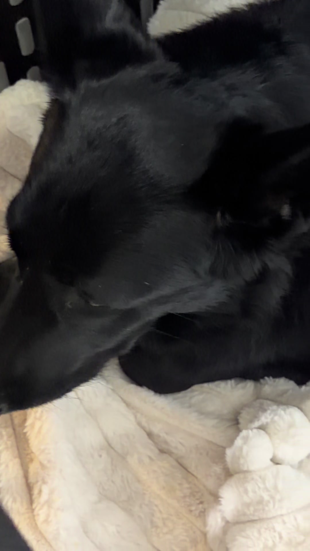 @Kobe and Remi the rescues
