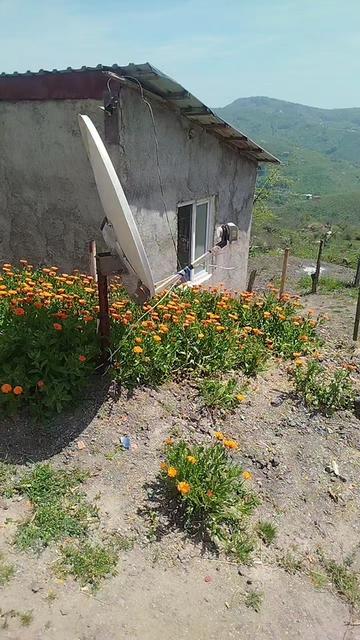@yaşlı kurt