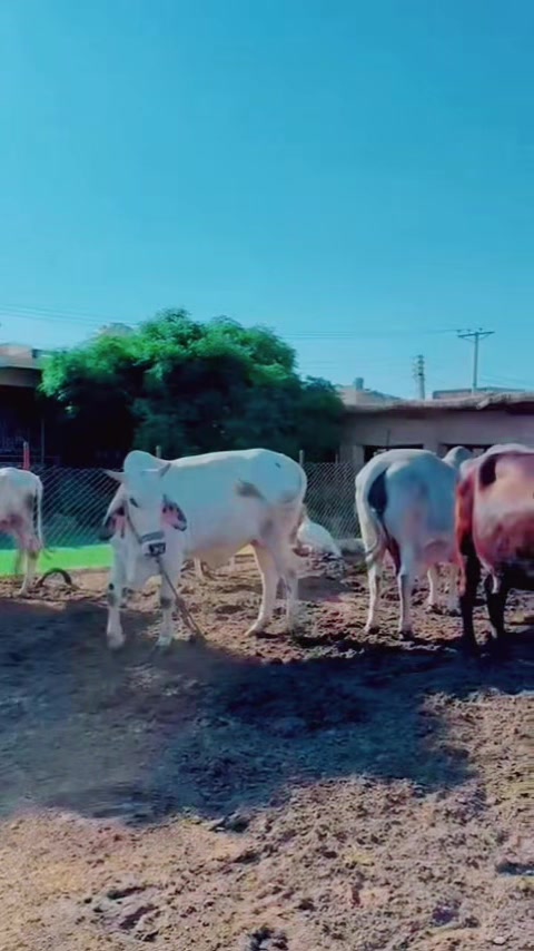 @شیخ ابوبکر ساجد
