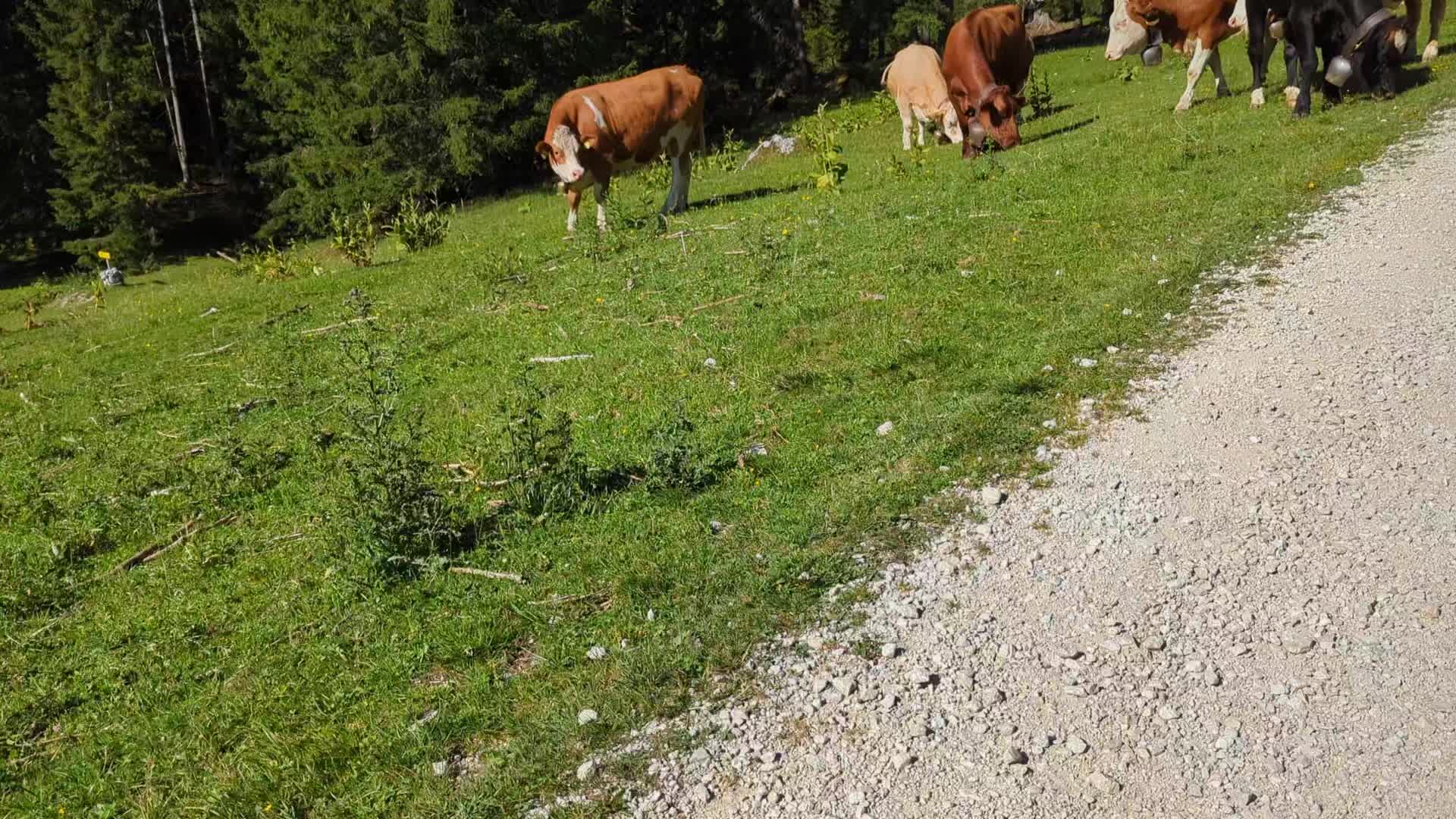 @bergwuschel
