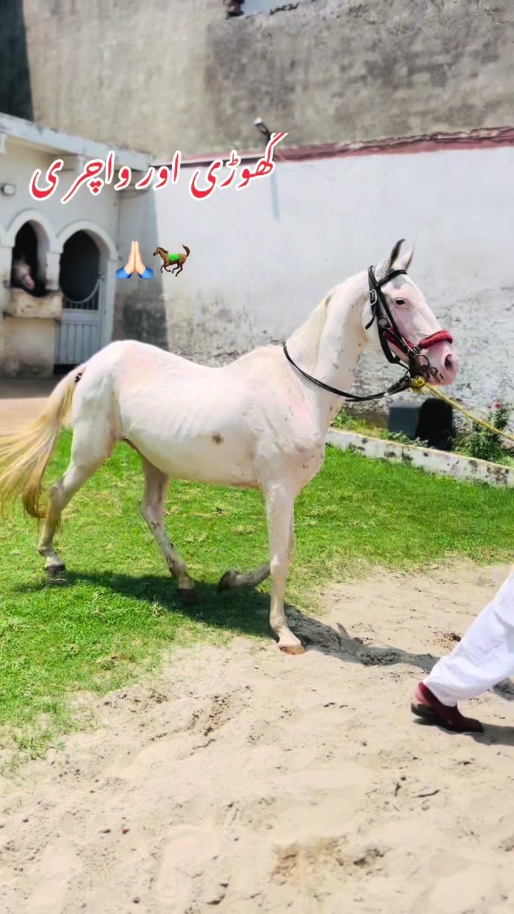 @رانا وقار اشرف 🐎