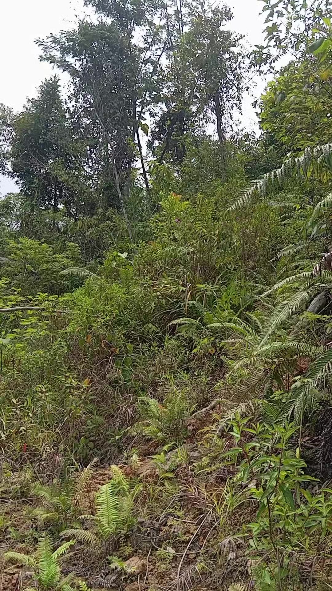 @Srindit kaltara 🦜