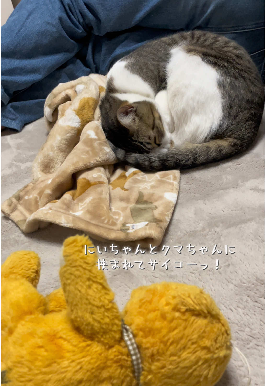 @ねこまみれ