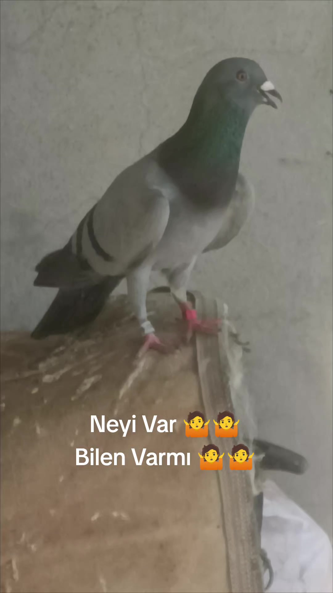 @YARIŞ POSTASI