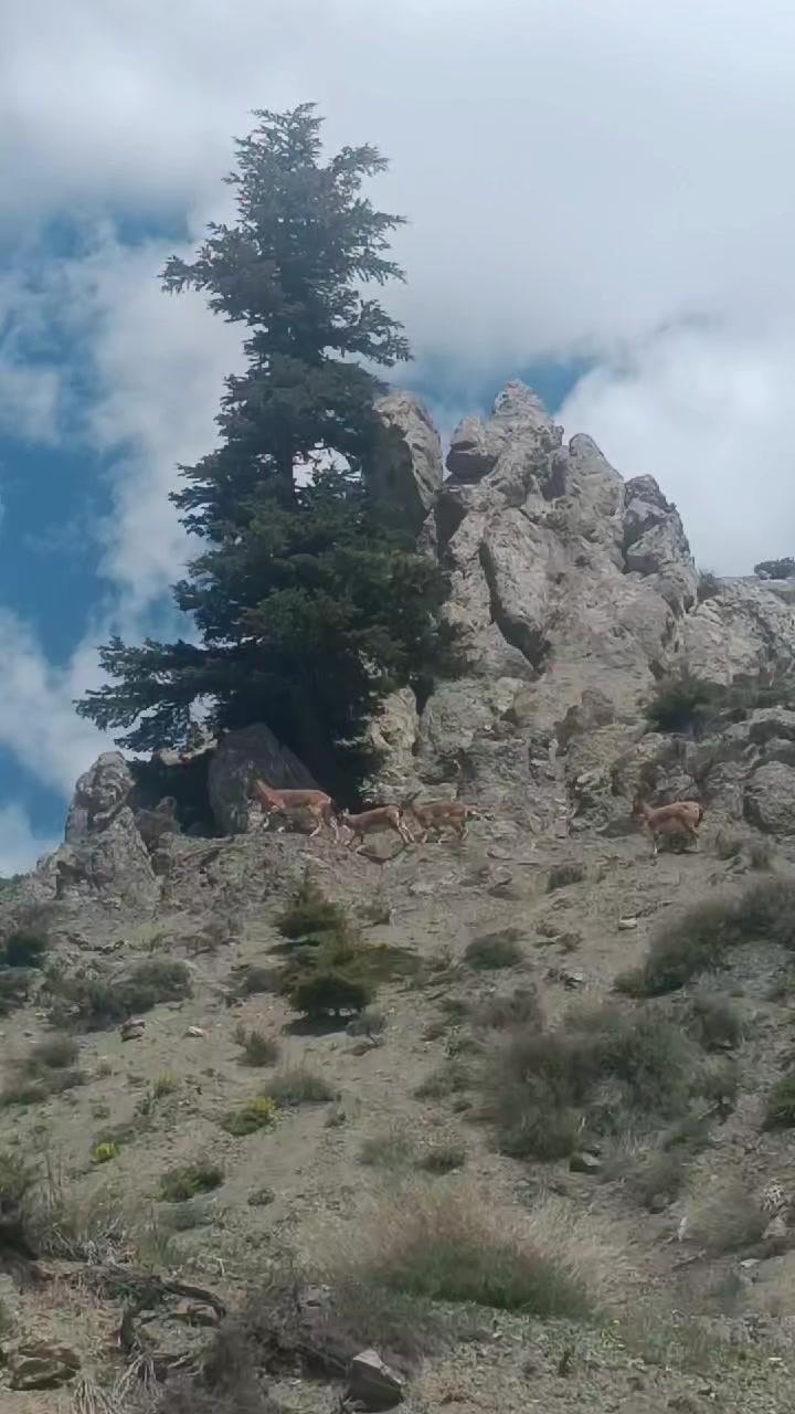 @DAĞCI.46