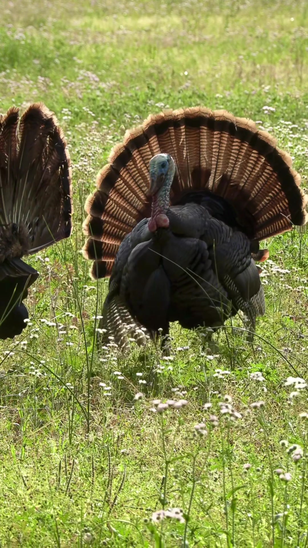 @FOXPRO Game Calls