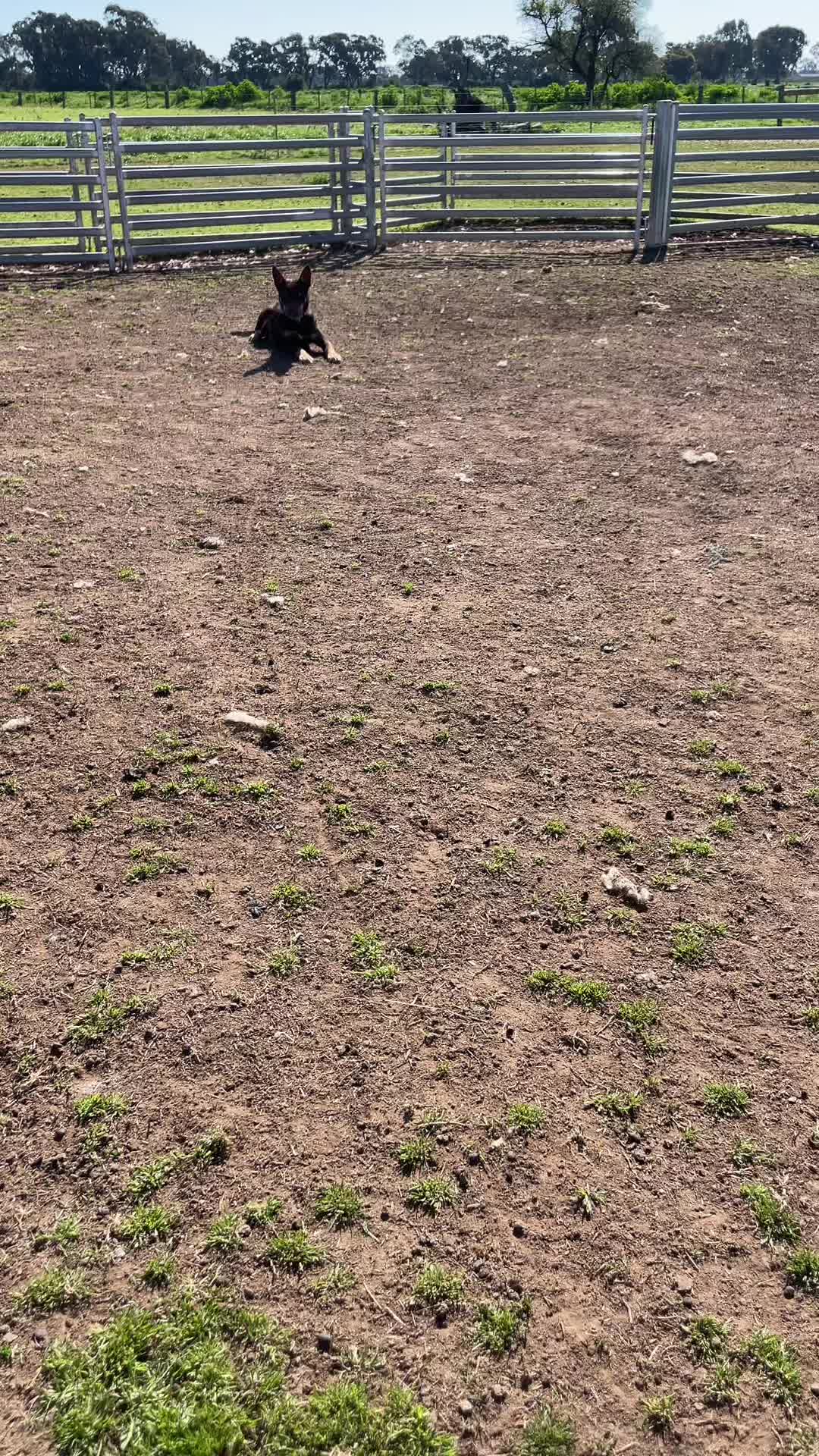 @SouthernDreamin Kelpie stud