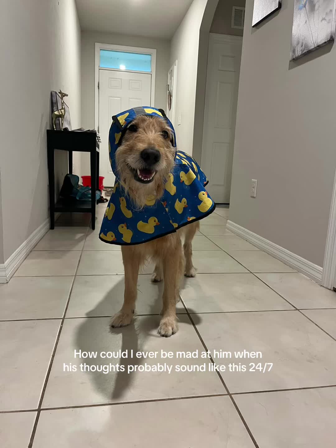 @Leo the Doodle