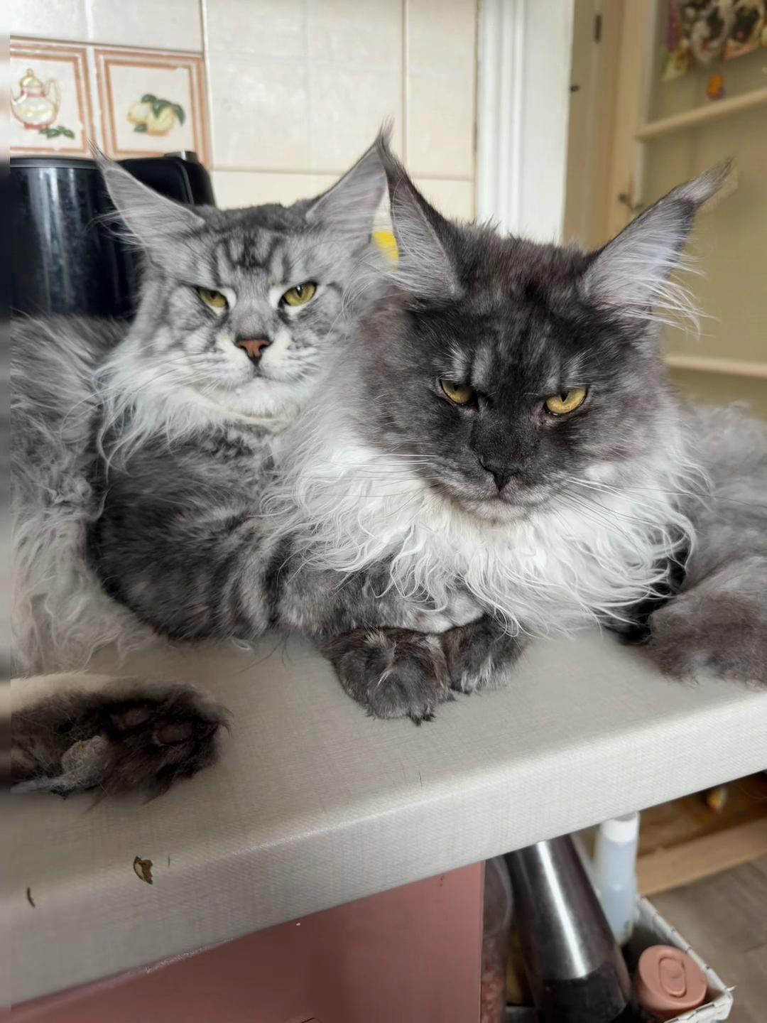 @PARAKENTOS*UA Maine coon