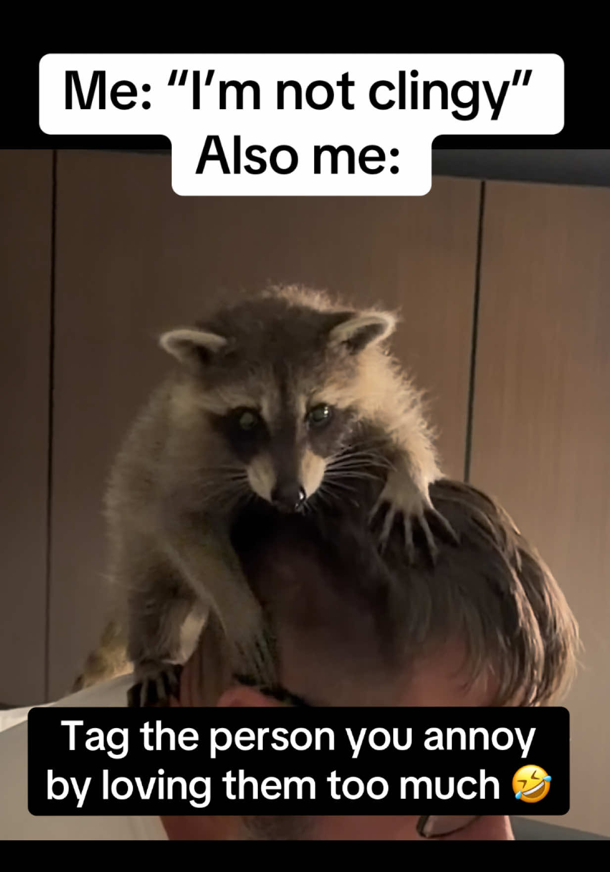 @snacky_chan_the_raccoon
