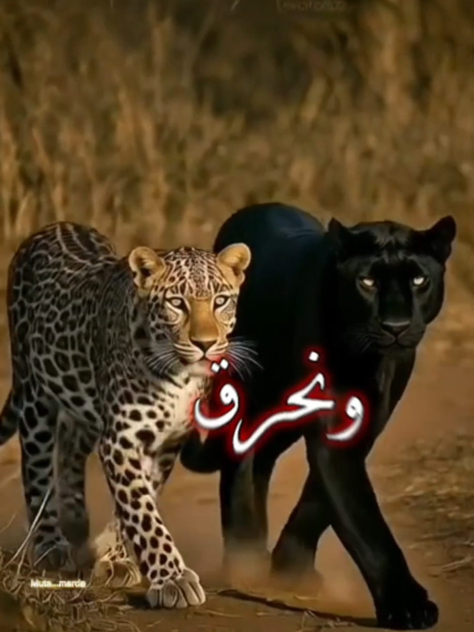 @♔〘 ابن الاكابر 〙♔