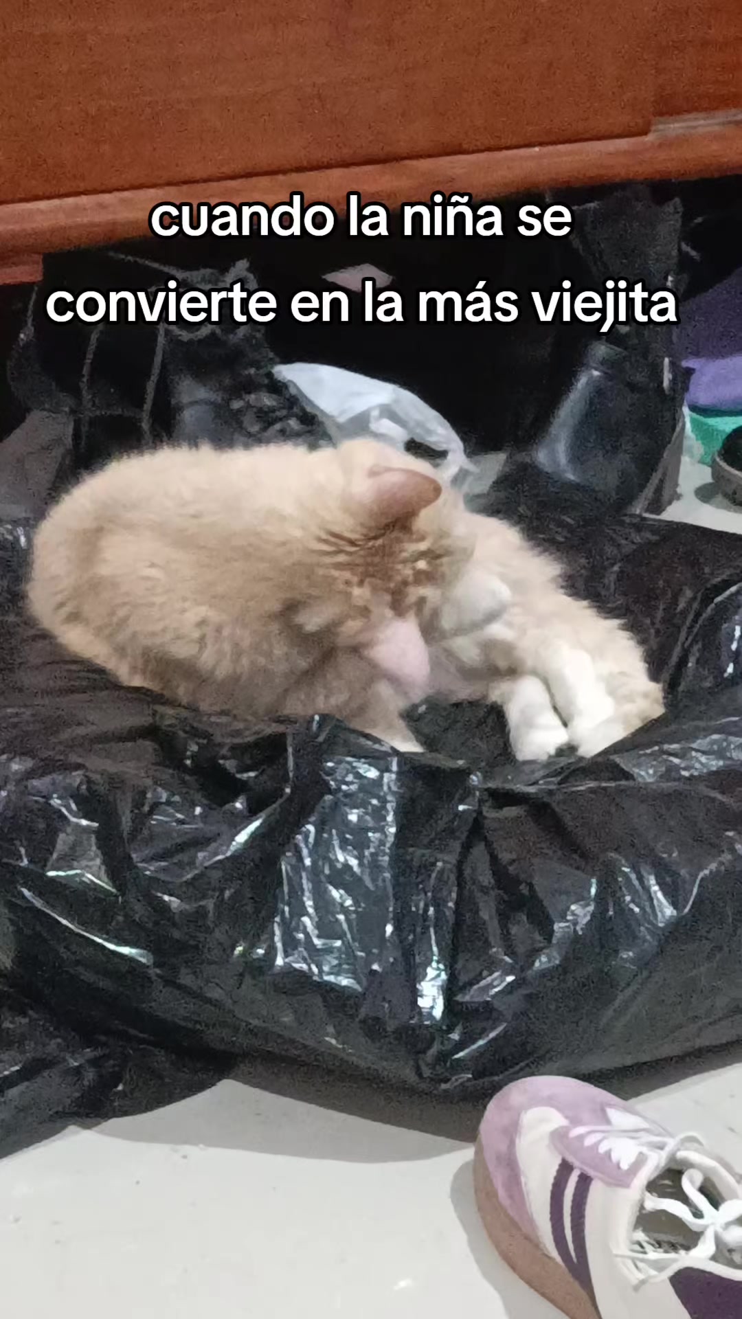 @Rosaura