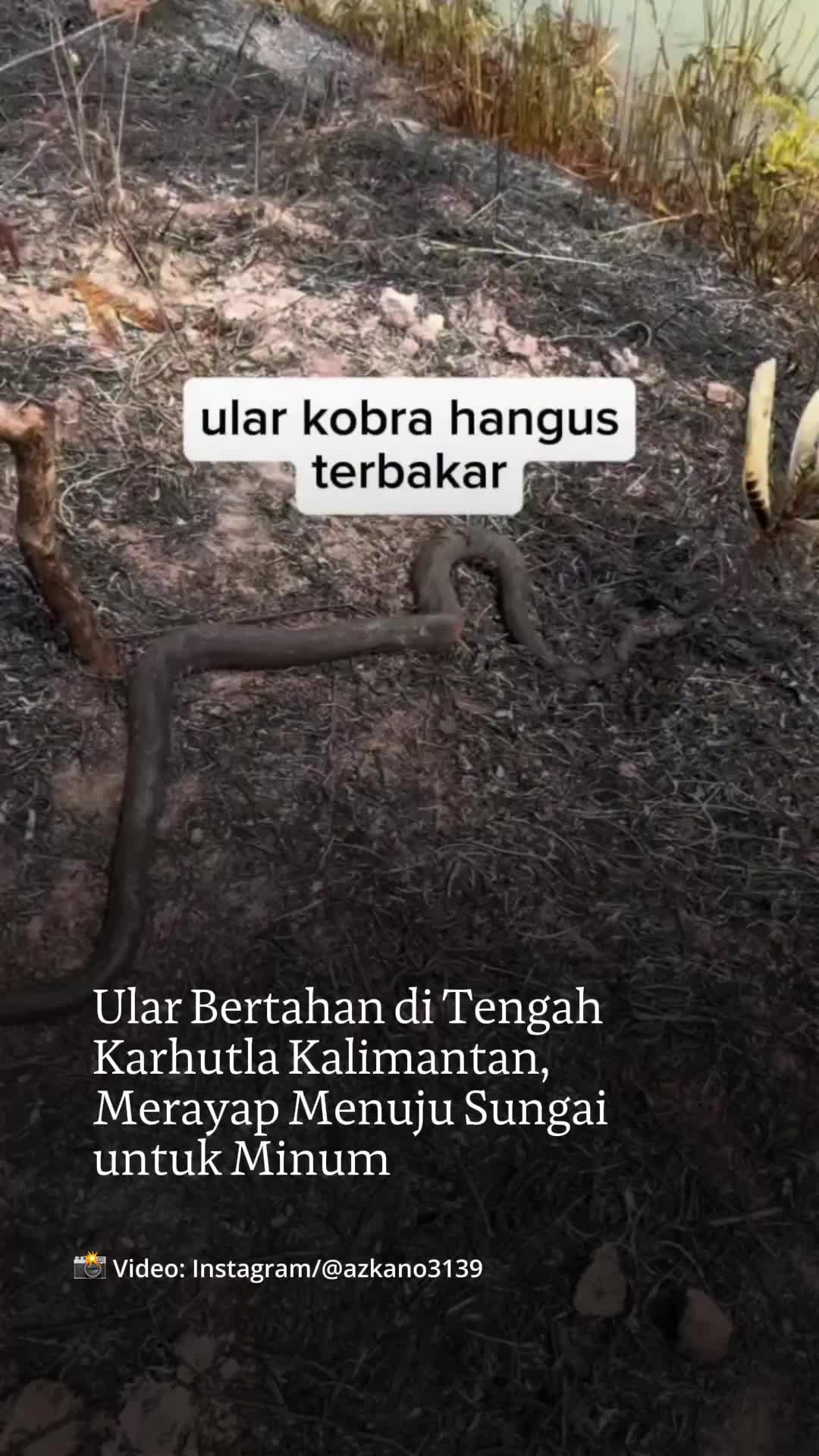 @mongabayindonesia