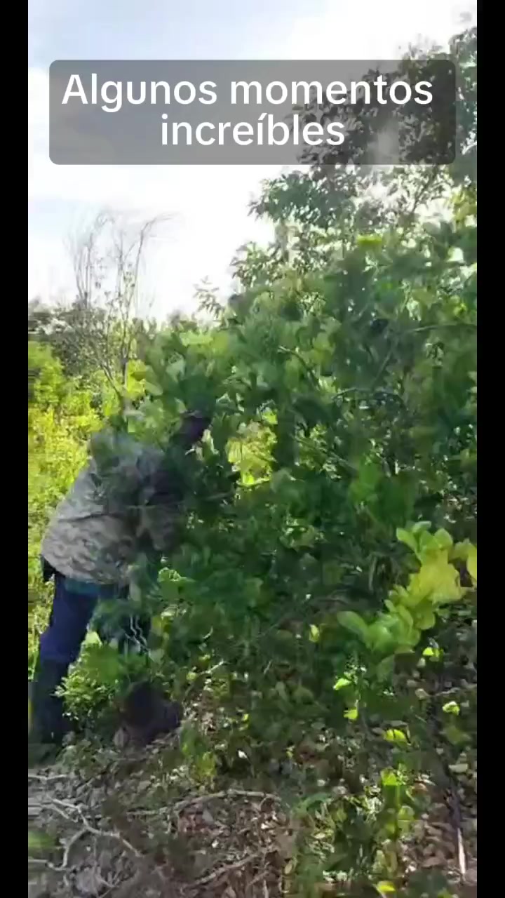 @Cítricos Ramirez 🍋