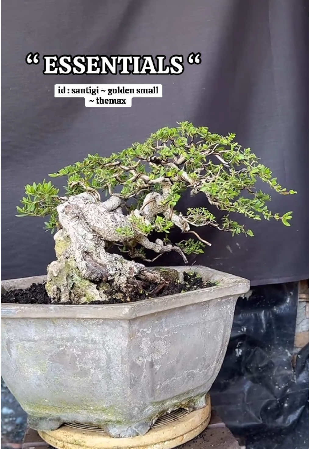 @warbonsai_purwodadi
