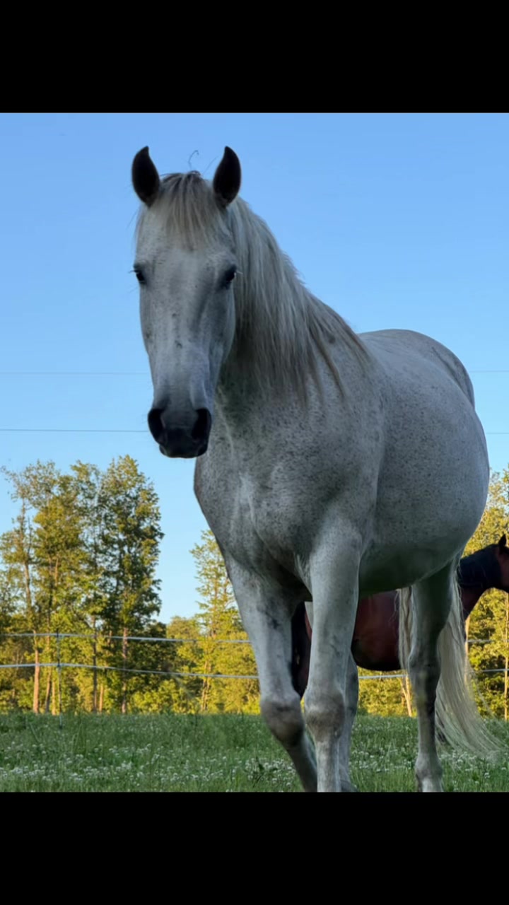 @NWPA Equine Sanctuary
