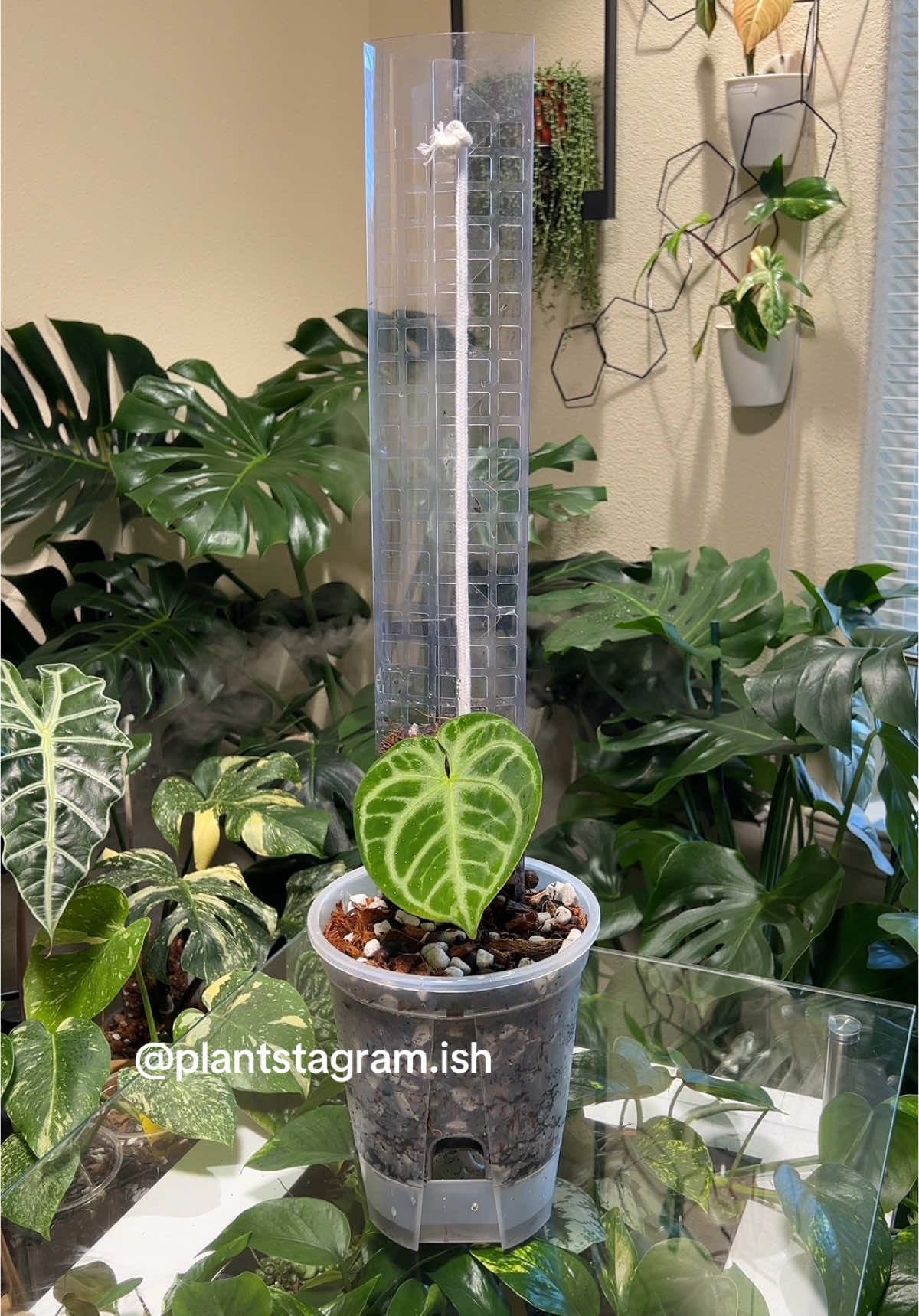 @Plantstagram.ish