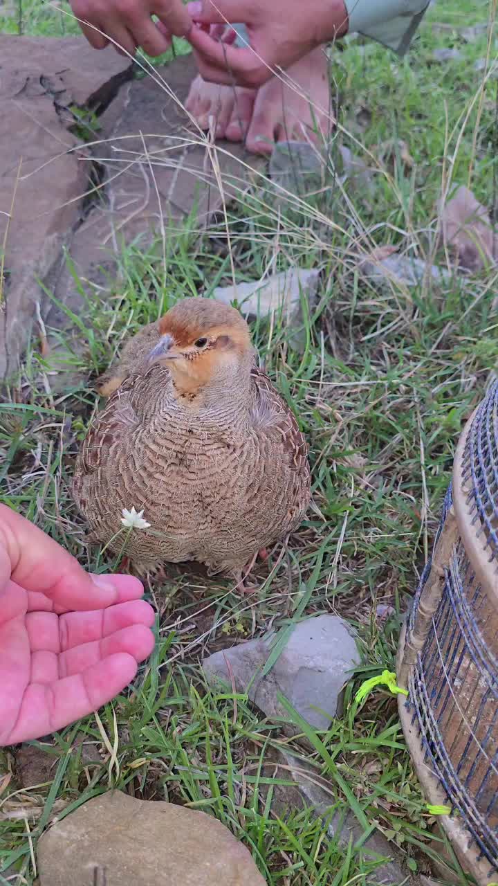 @Birds Lover