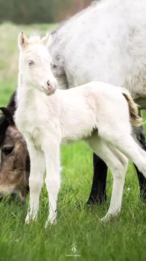 @Sarah and her Ponys and dogs