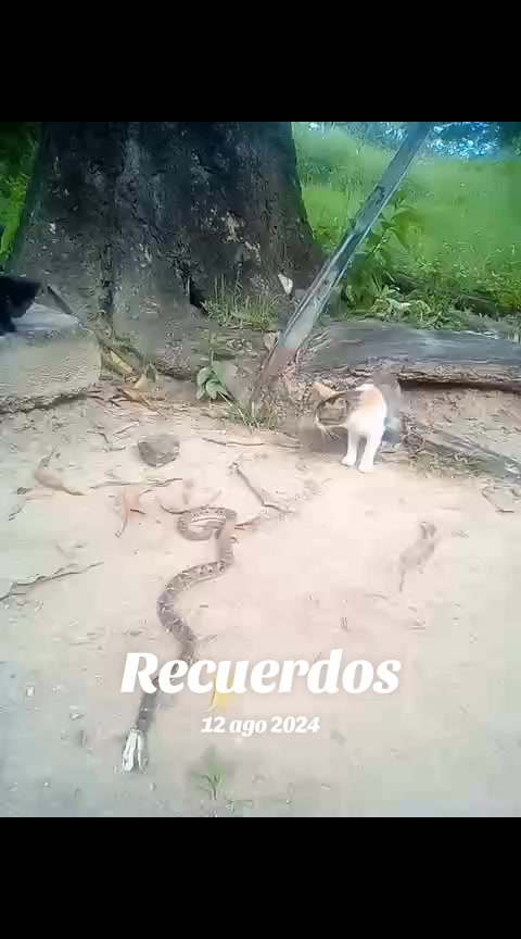 @PedroBaldallo 07