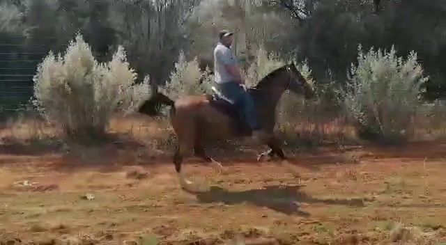 @uitzicht_arabian_stud