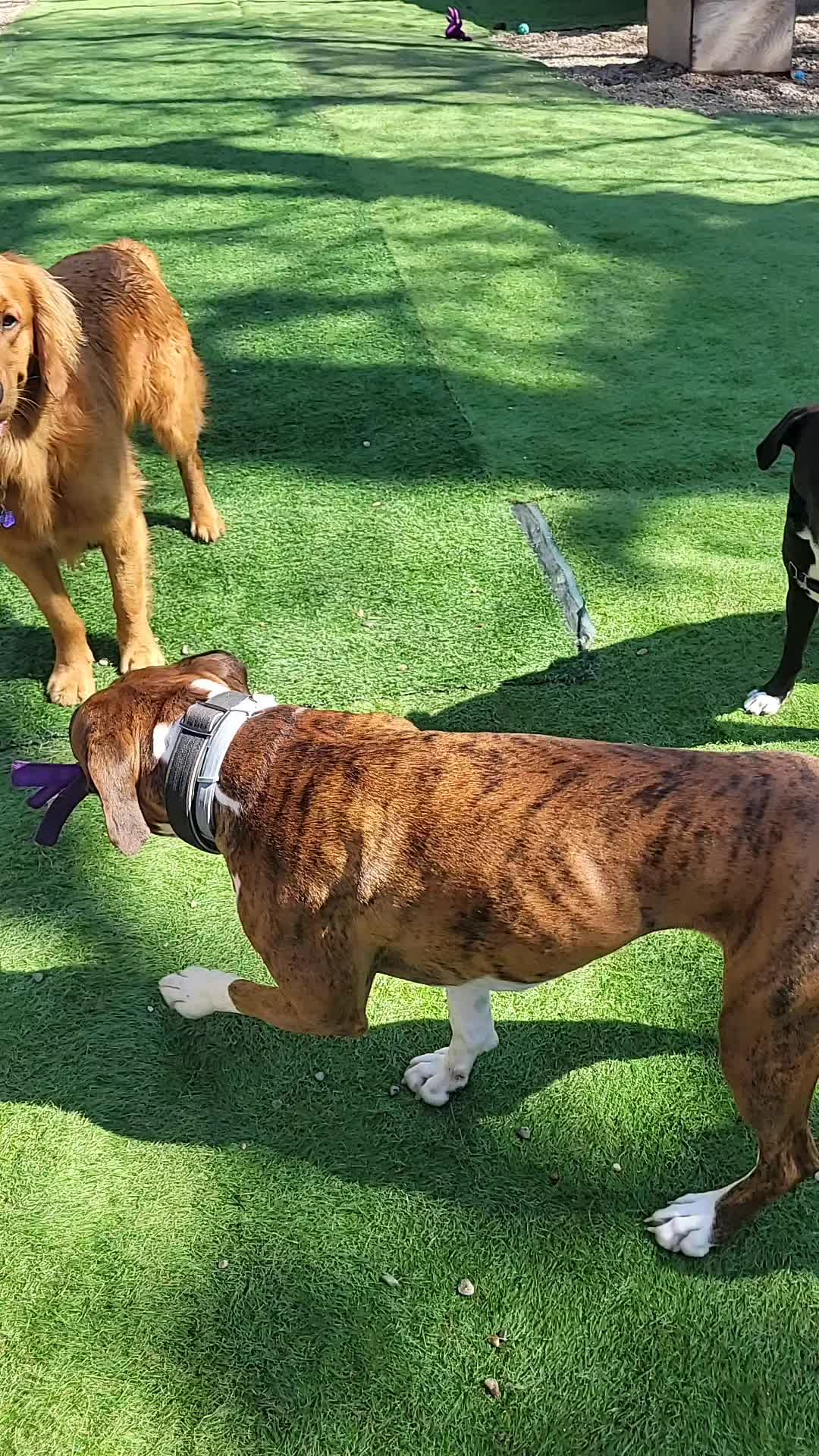 @Magicdogland.com