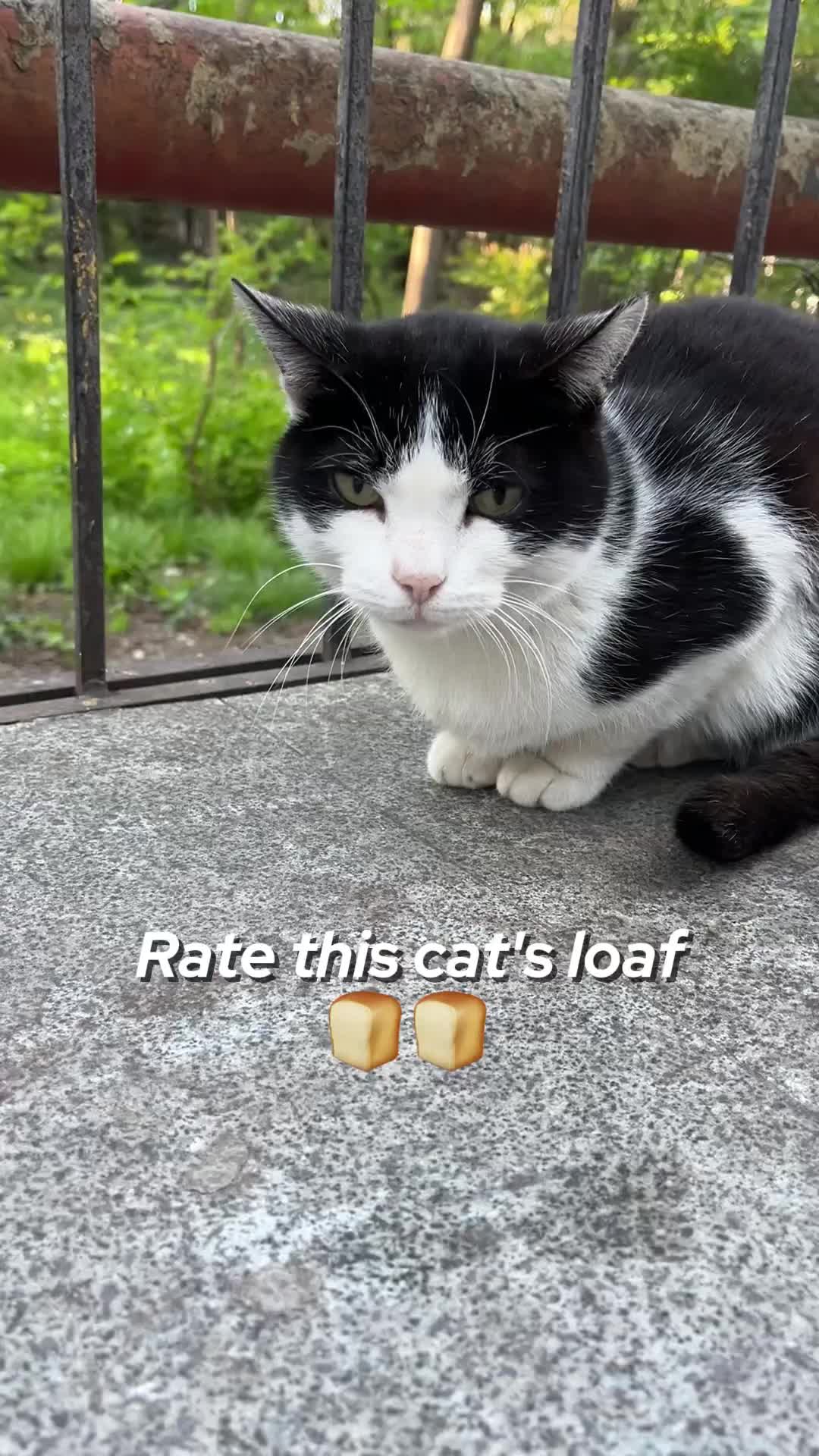 @ElkoyCats