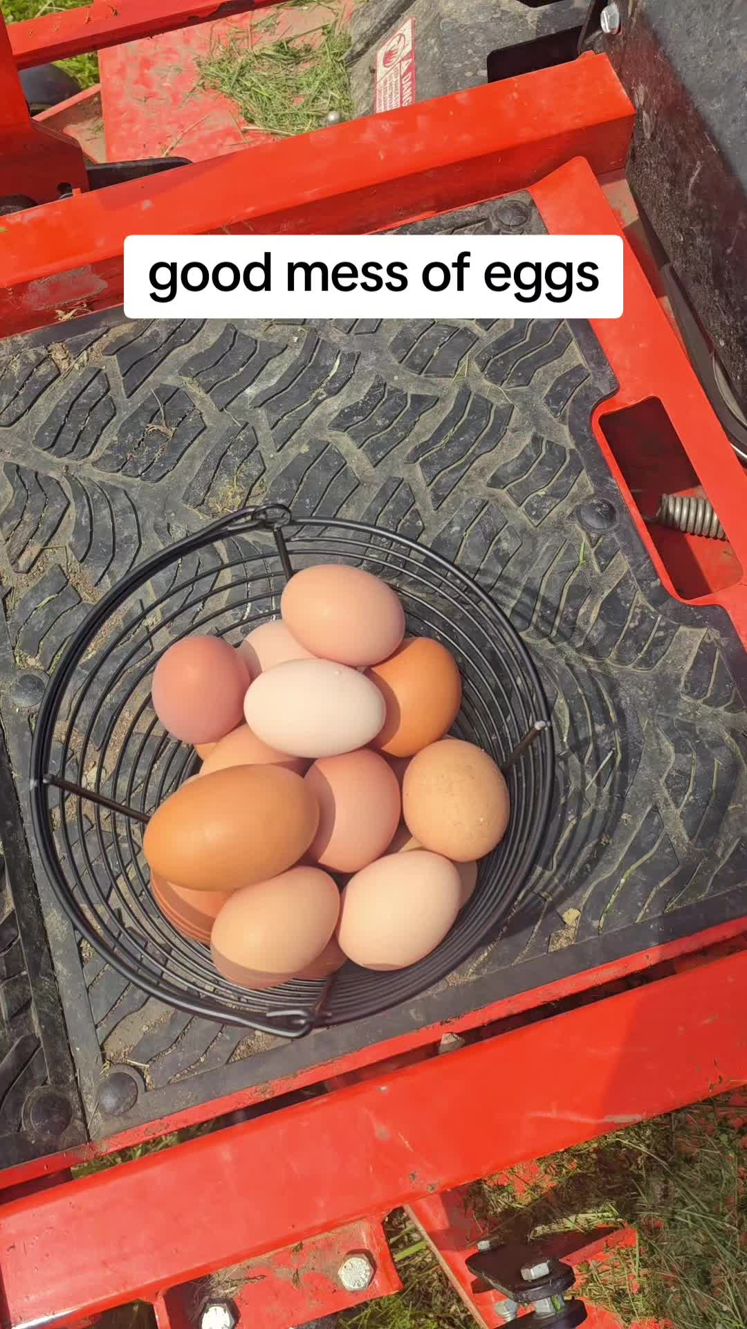 @2nd_Amend_Pasture_Raised_Eggs
