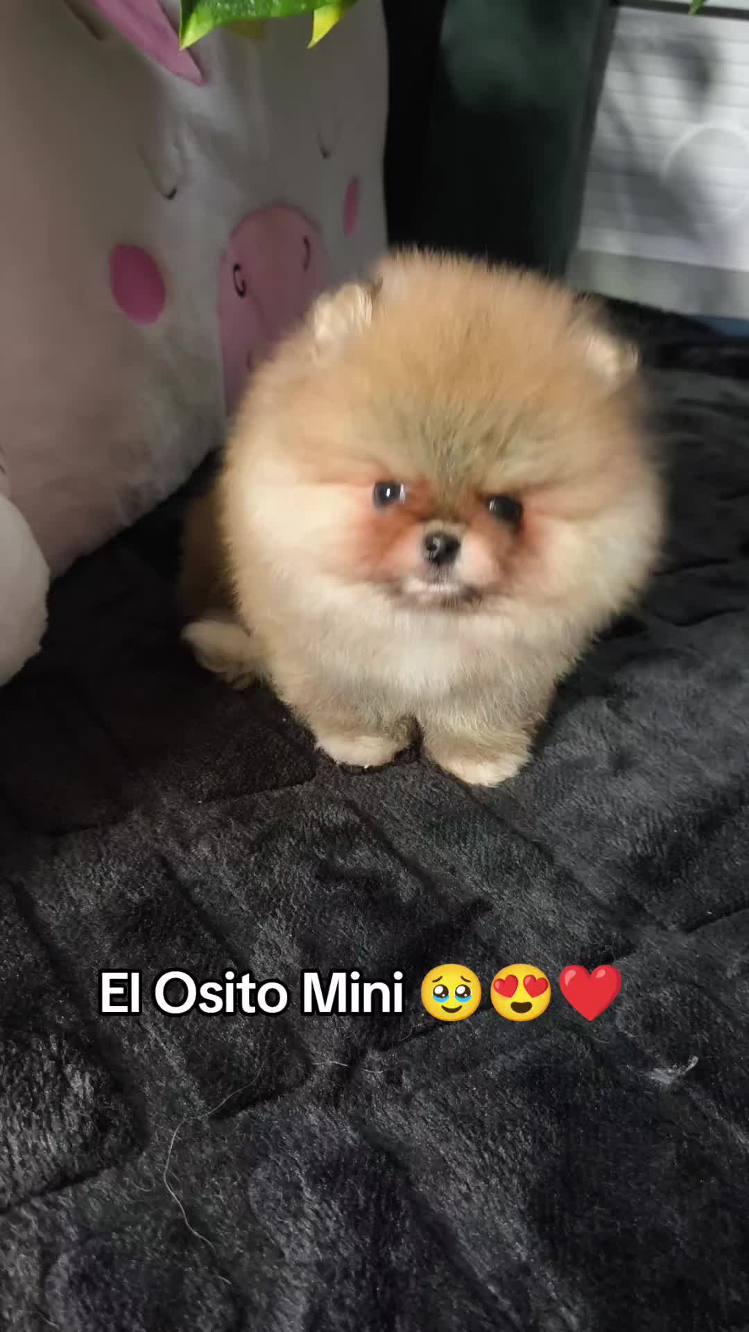 @Pomerania chile