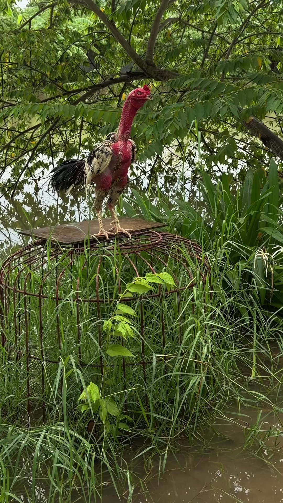 @Quốc khánh