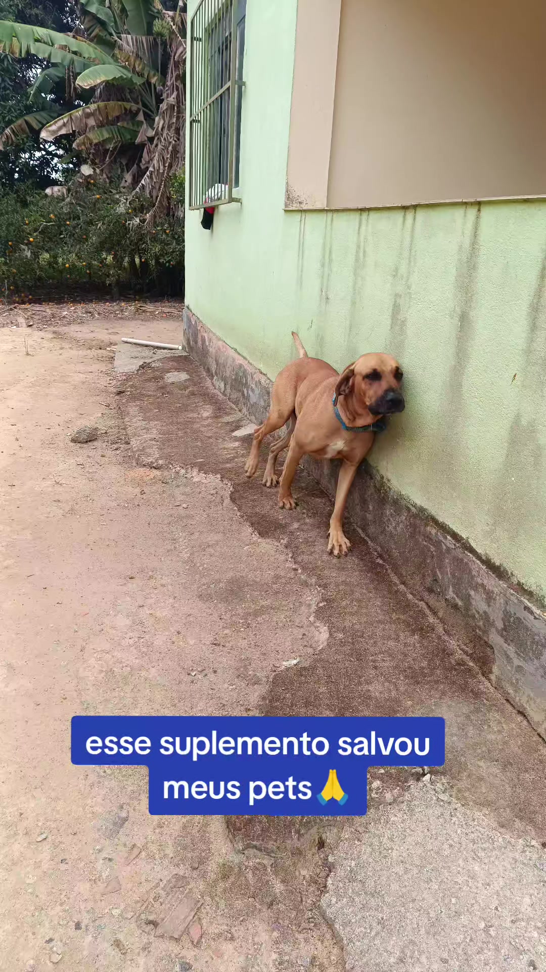 @Elaine Fernandes
