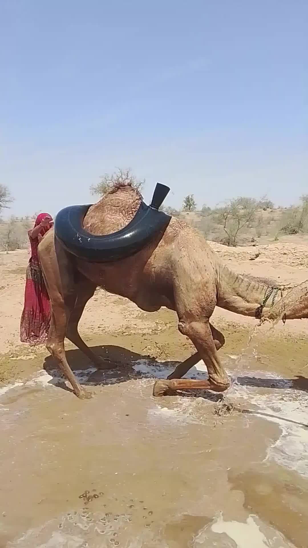 @Camel baby🐪